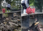 Коллективная трапеза десятков крокодилов попала на видео на ферме в Таиланде