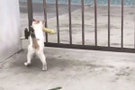 Кот с кукурузой, «форсирующий» забор, рассмешил соцсети (Видео)