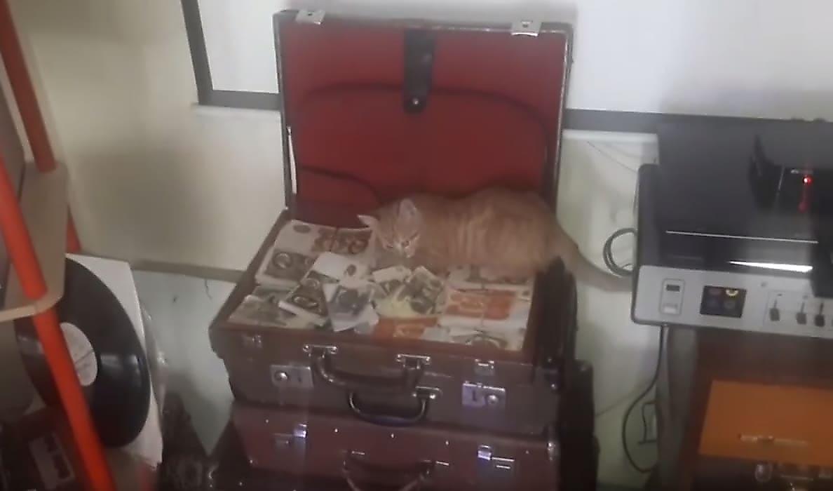 Котёнок повадился воровать деньги из бара в Анапе