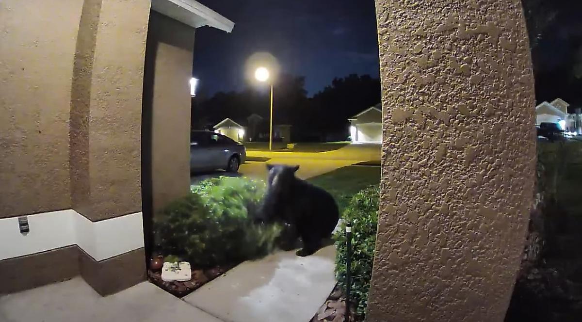 Медведь не дал справить нужду псу, устроил погоню за его хозяевами и попал на камеру в США