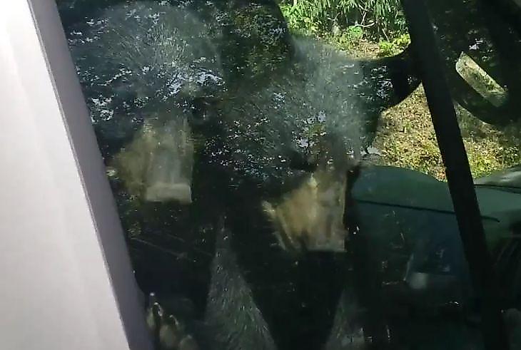 Медвежата, застрявшие в машине, используя клаксон, позвали на помощь автовладельца ▶