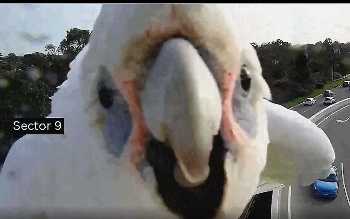 Нахальный попугай, увидев своё отражение, нарушил съёмочный процесс дорожной камеры видеофиксации