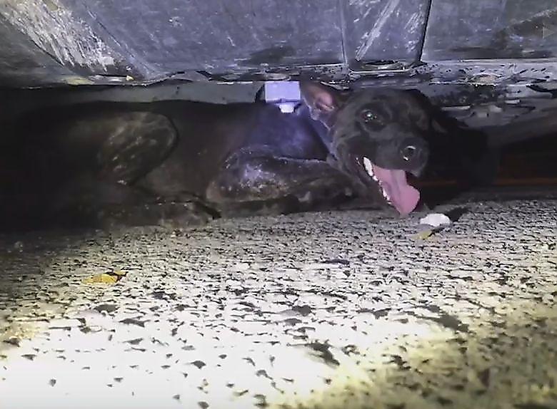 Пёс, угодивший в ДТП, уцелел и совершил незапланированное путешествие под бампером автомобиля ▶