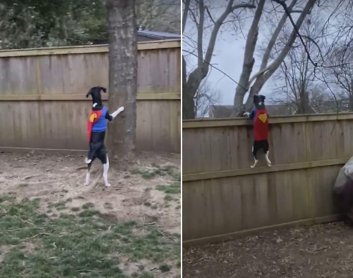 Собака в костюме супермена проконтролировала передвижения белки возле хозяйского жилища