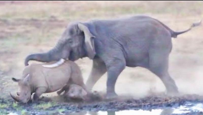 Слон напал на носорога с детёнышем и прогнал их с водопоя ▶