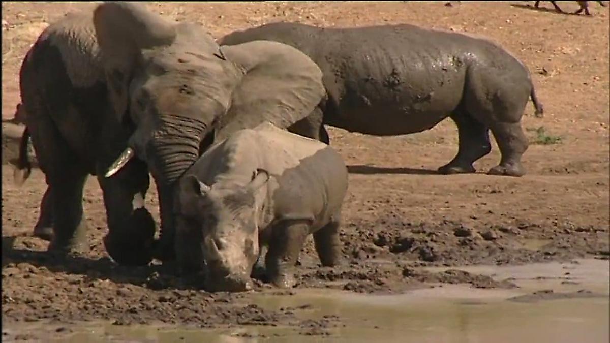 Слон обнял носорога и растопил сердца любителей дикой природы
