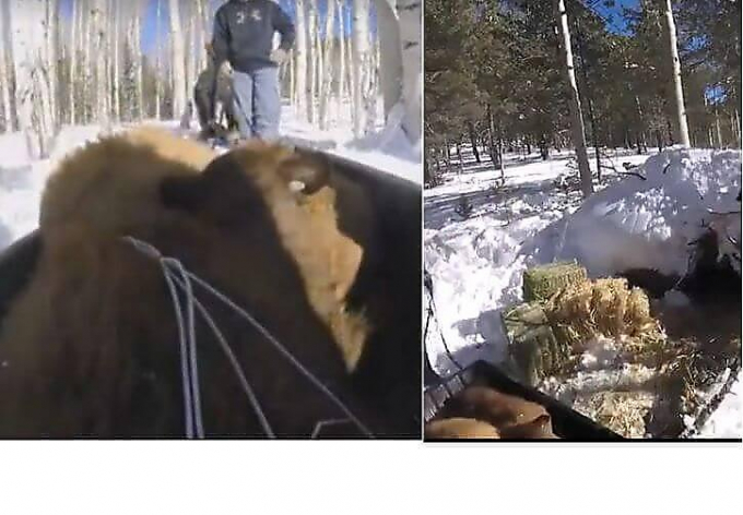 Троих усыплённых медвежат поместили в искусственную берлогу для зимней спячки ▶