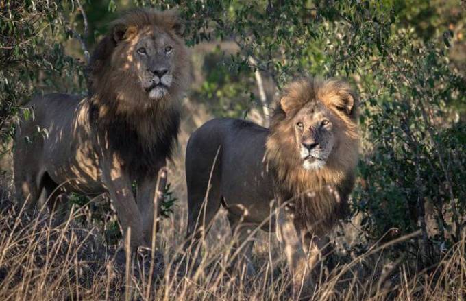 Кенийский политик требует изолировать двух львов, сменивших ориентацию в заповеднике Масаи-Мара
