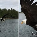 Белоголовый орлан стащил улов у рыбака в Канаде (Видео)