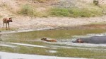 Между двух огней: антилопа оказалась между дикой собакой и бегемотом в африканском заповеднике (Видео)