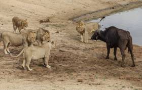 Львиный прайд пообедал буйволом на глазах шокированного фотографа. (Видео)