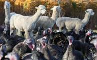 Альпаки охраняют индеек от лисиц на ферме в Британии. (Видео) 5