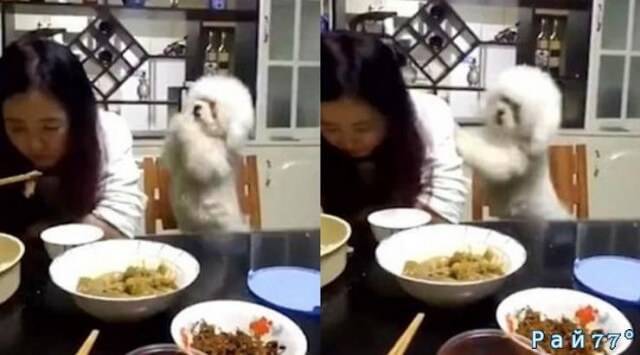 Весёлый видео ролик во время ужина неизвестной владелицы пуделя был опубликован на китайском развлекательном портале Shanghalist 21 марта.