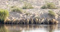 Двадцать львов, выстроившись в цепочку, утолили жажду в южноафриканском парке Крюгера. (Видео) 1