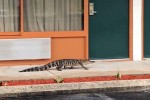 Аллигатор наведался в отель и осмотрел гостиничные номера во Флориде (Видео)