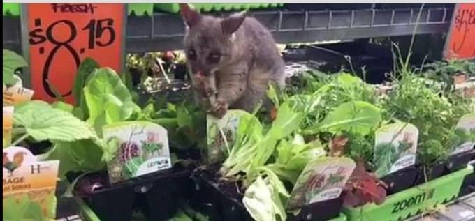 Опоссум устроил «праздник живота» в овощном магазине в Австралии. (Видео)