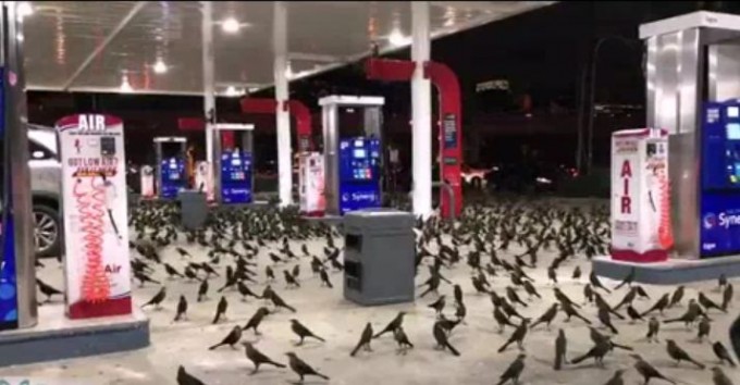 Сотни птиц устроили флешмоб на АЗС в США. (Видео)