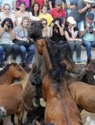 Тысячи испанцев приняли участие в массовой «объездке» диких лошадей в Галисии. (Видео) 27