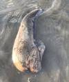 Австралийка обнаружила неведомого морского обитателя, вымытого на побережье Квинсленда. 1