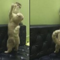 Владелец кошек стал свидетелем боксёрского поединка между своими питомцами. (Видео)