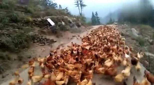 «Фермер - свистун» приучил к дисциплине куриное поголовье в Китае (Видео)