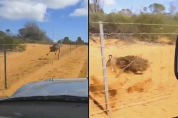 Эму, бежавшая наперегонки с автомобилем, чуть не снесла забор в австралийском заповеднике (Видео)
