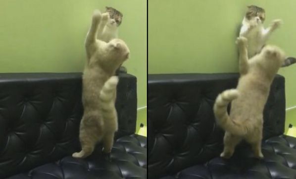Владелец кошек стал свидетелем боксёрского поединка между своими питомцами. (Видео)