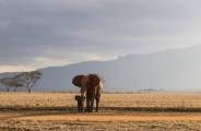 Спасение маленького слонёнка, застрявшего в трясине, происходило на глазах слонихи в африканском заповеднике 10