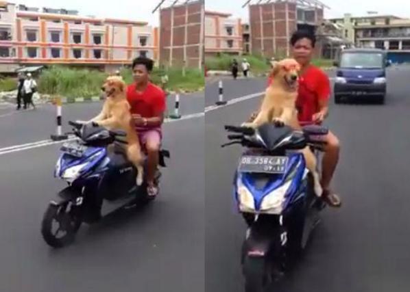 Тайский экстремал усадил собаку за руль мотоцикла (Видео)