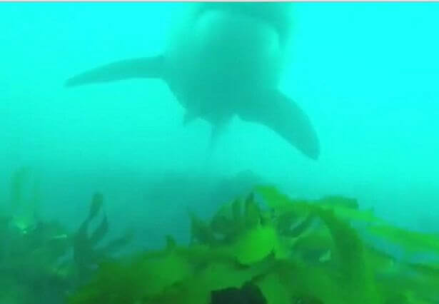 Неожиданно появившаяся белая акула, напугала дайвера в Австралии (Видео)