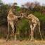 Два жирафа не поделили территорию заповедника в Южной Африке (Видео) 2