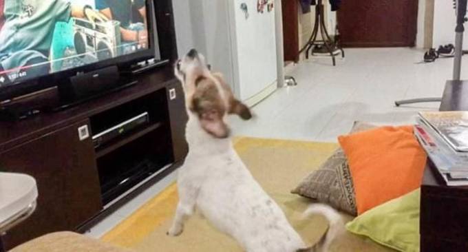 Пёс - меломан, влюблённый в латинский поп-хит «Despacito», стал знаменитым в интернете (Видео)
