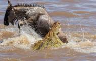 Британский турист сфотографировал, как огромный крокодил «пообедал» антилопой гну в Кении. 4