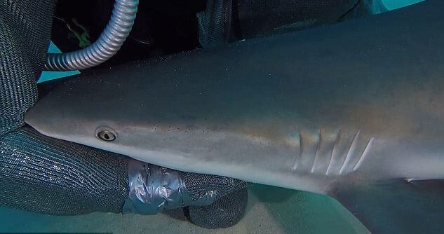 Британский дайвер приручил акулу и погладил её, как собаку, в море у Багамских островов. (Видео)