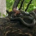 Битва двух гекконов со змеёй, заглотившей их соплеменника, произошла на глазах у шокированных туристов в Тайланде. (Видео)