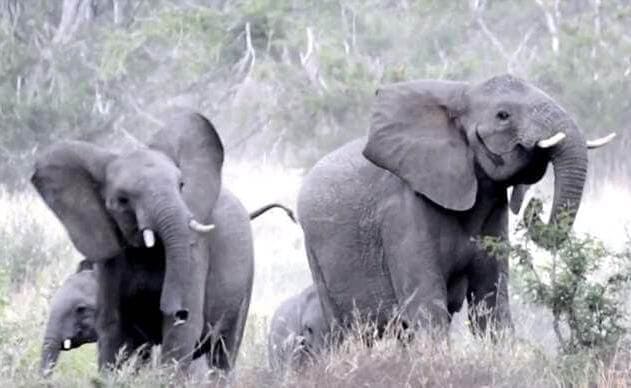 Стадо слонов было застигнуто врасплох роем пчёл в Национальном парке Крюгера, в Южной Африке (Видео)
