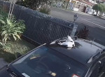 Автовладелица не заметила пушистого «пассажира», заснувшего на крыше машины ▶