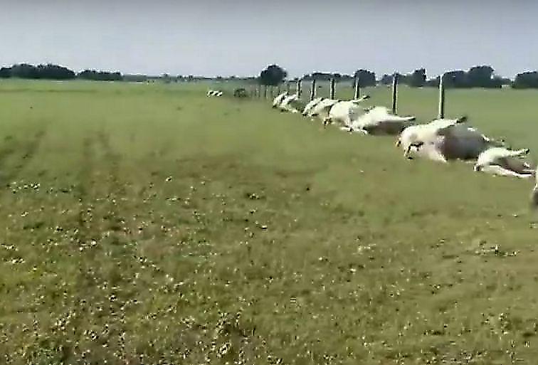 Десятки коров не пережили стихию и удар молнии на поле в Техасе ▶
