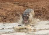 Два бегемота бесцеремонно разбудили и прогнали крокодила в африканском заповеднике 0