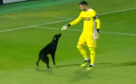 Игривый пёс нарушил регламент футбольного матча в Грузии (Видео)
