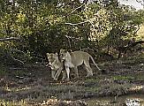 Кошачьи нежности: две любвеобильные львицы удивили туристов в ЮАР