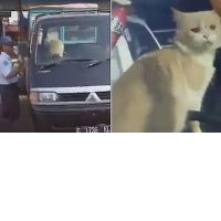 Кот, оставшись в салоне автомобиля, нажал на клаксон и проверил на крепость нервы работников рынка ▶
