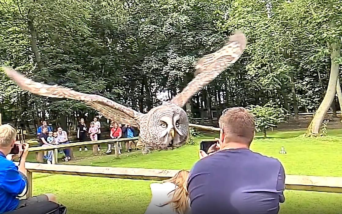 Красивый полёт совы, пролетевшей над головами туристов, попал на видео в зоопарке