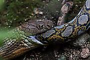 Кровожадная кобра пообедала питоном на глазах у туристов в Сингапуре 5