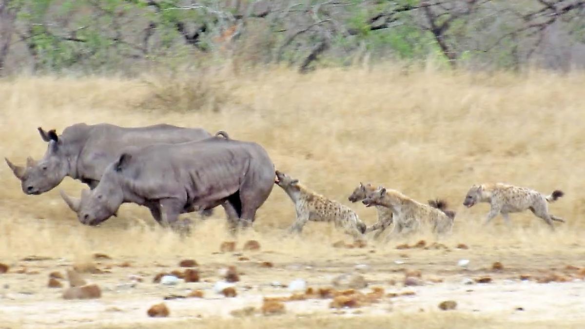 Кровожадные гиены напали на носорога и лишили его хвоста в Африке ▶