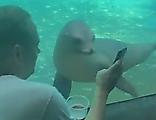 Любопытный морской лев изучил личные фотографии в смартфоне посетителя зоопарка ▶