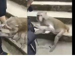 Китайское семейство позволило наглому примату провести обыск ▶