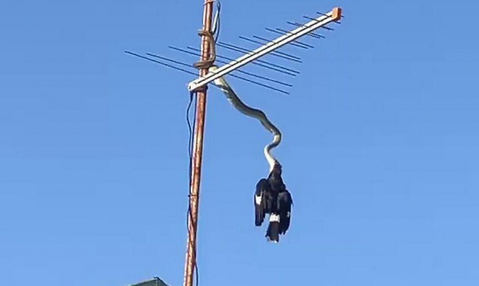 Питон поймал зазевавшуюся на телевизионной антенне птицу в Австралии ▶