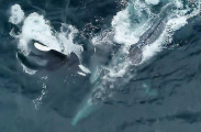 Пять косаток устроили засаду киту с детёнышем у побережья Калифорнии ▶