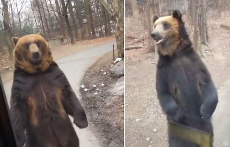 Пользователи соцсетей пожалели прямоходящего медведя, встречающего туристов в корейском парке ▶
